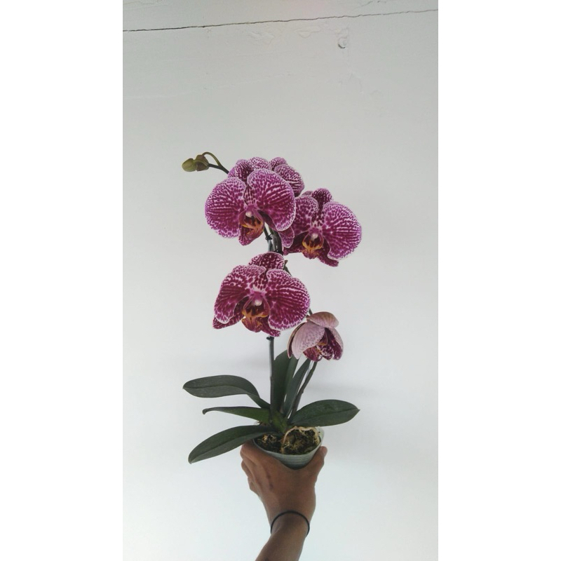 anggrek bulan JUMBO pasca bunga