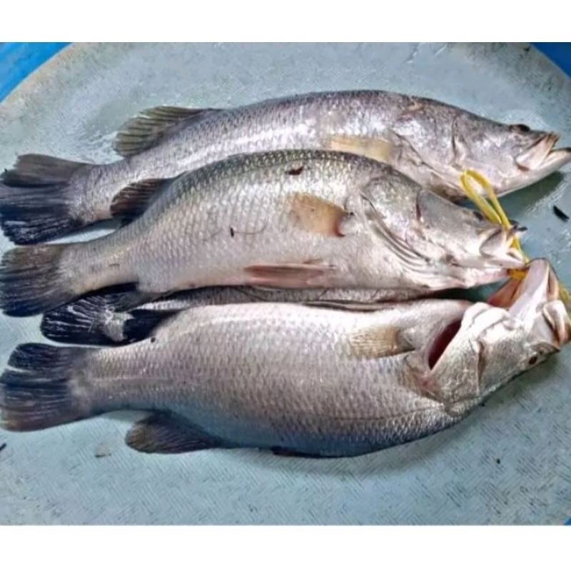 

ikan kakap putih 1kg