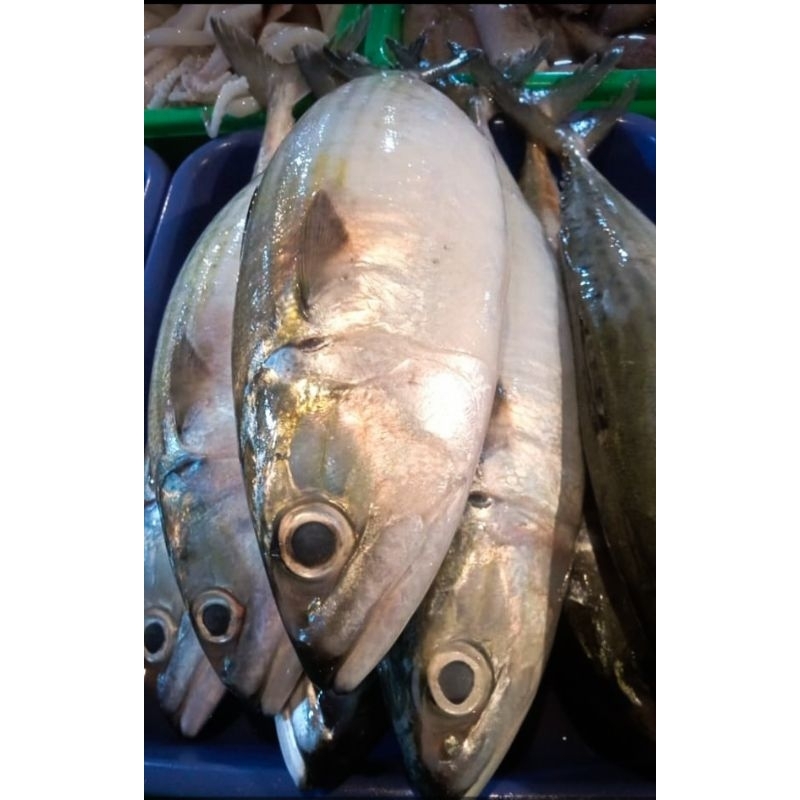 

Ikan KEMBUNG BANJAR Segar Premium 500g/1kg