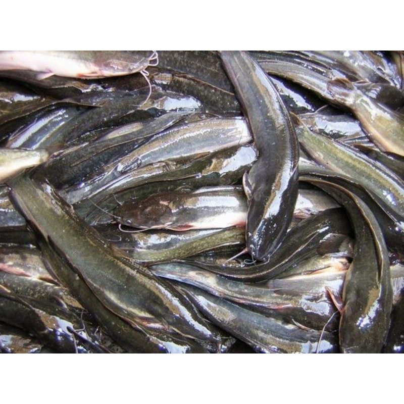 

Ikan LELE Segar per kg