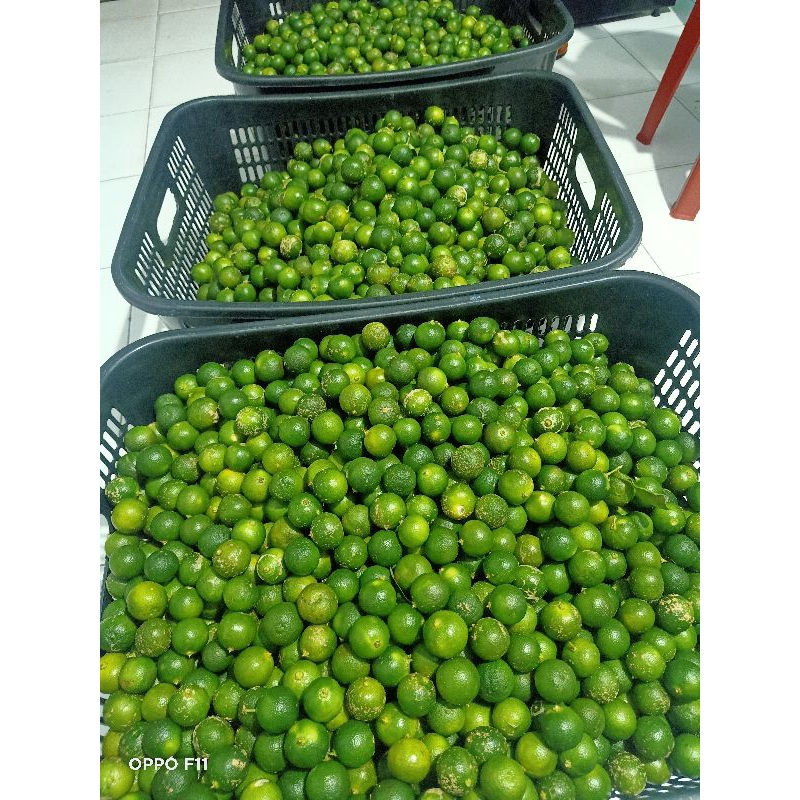 

JERUK KUNCI / JERUK KASTURI / LEMON CUI / JERUK SONKIN / JERUK SAMBAL 1KG