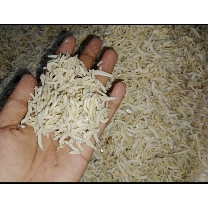 

TERI NASI 1 KAP SEPERTI DI POTO