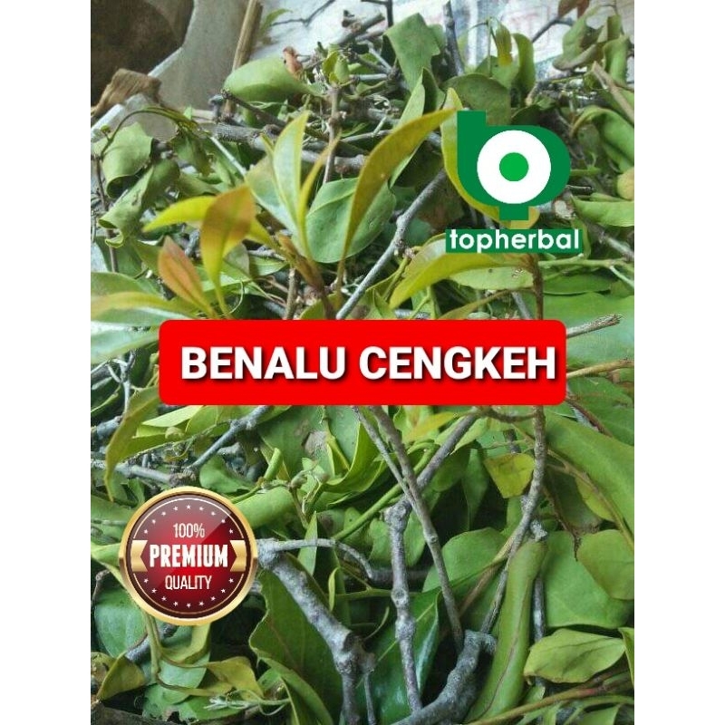 

Daun Benalu Cengkeh Kering Hijau 1000 Gram