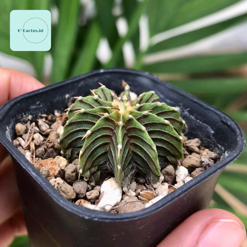 Gymnocalycium LB 2178 original ( kaktus gymno lb2178 ori seedling tanaman hias hidup gurun hadiah gi