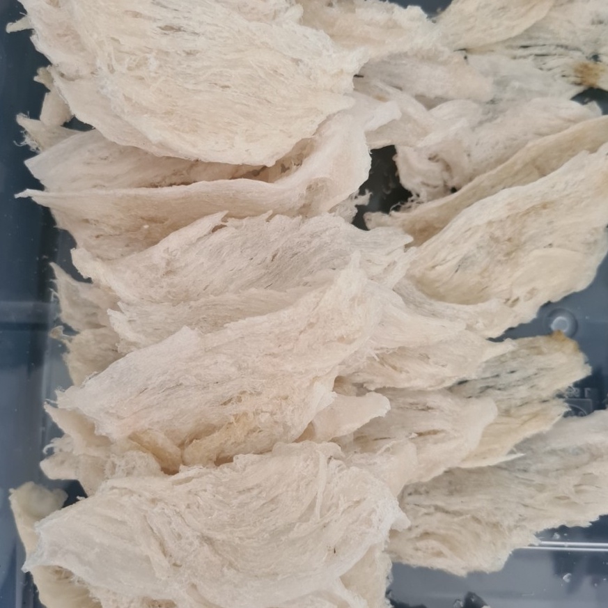 

B33st Product Sarang Burung Walet Birdnest Bersih Patahan Besar Sedang Kecil Natural Asli Yenwo Harga Per Gram 48