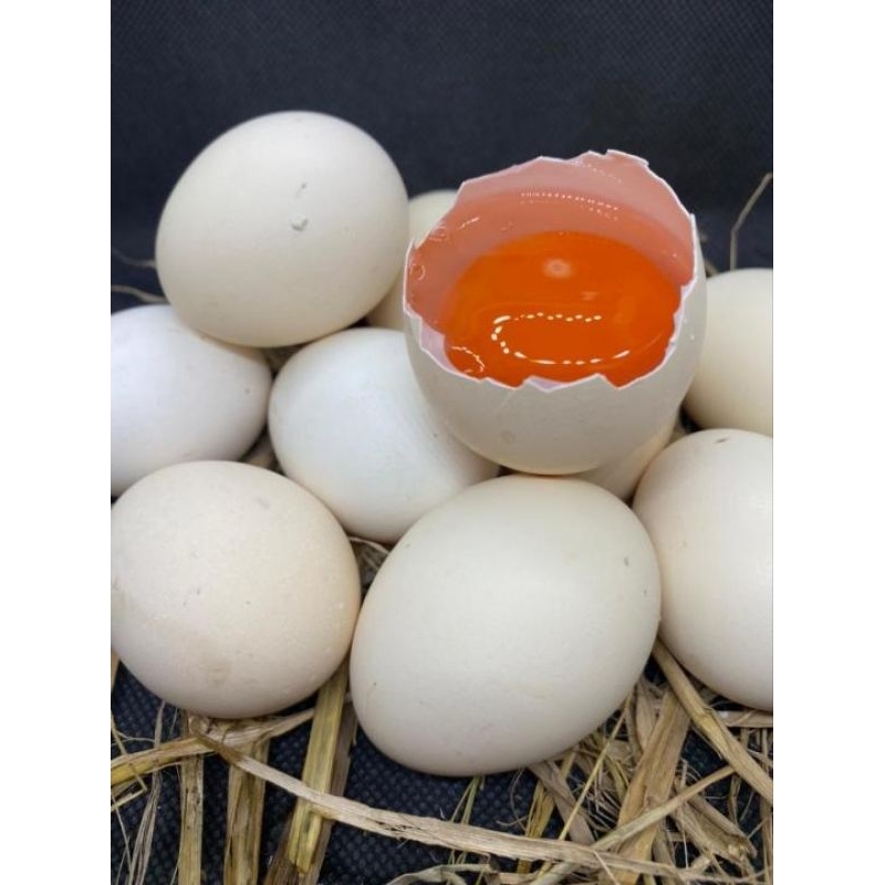 

TELUR AYAM KAMPUNG OMEGA 3 FRESH