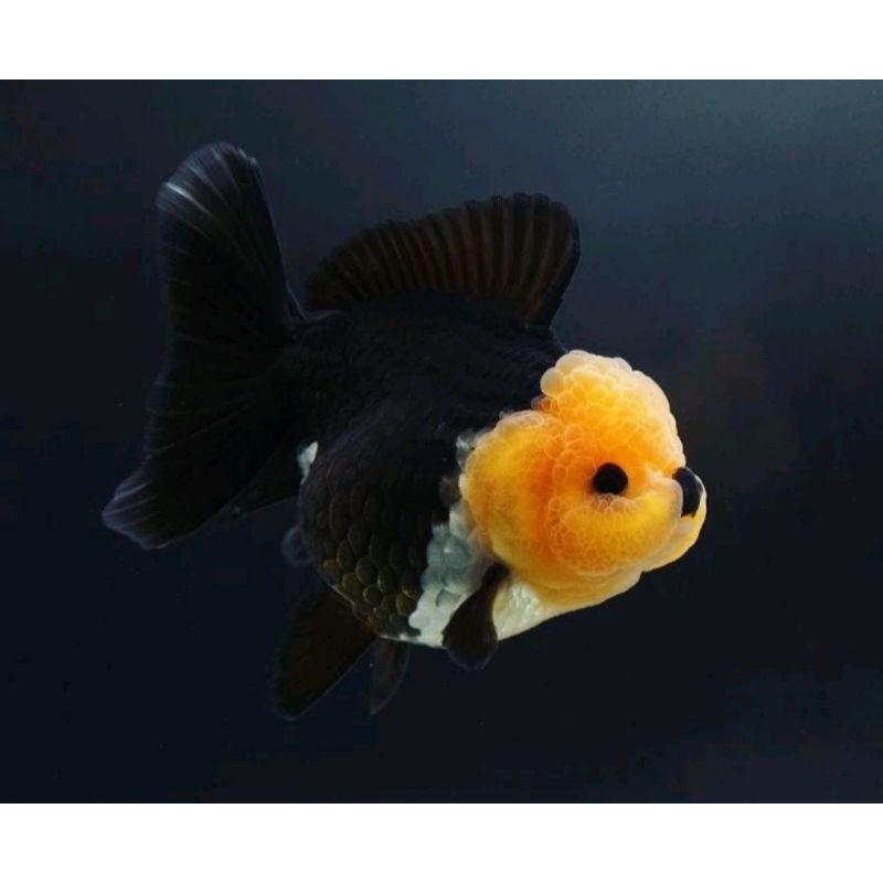 Ikan Hias Mas Koki Oranda Panda Shortbody Shorttail Grade Fancy Quality/ Ikan Hias Aquascape