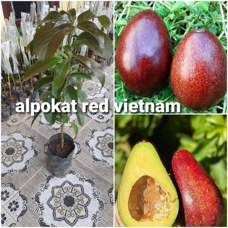 

bibit alpukat red Vietnam