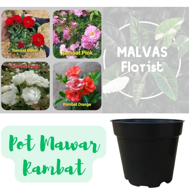 Tanaman hias - bibit bunga paket mawar rambat