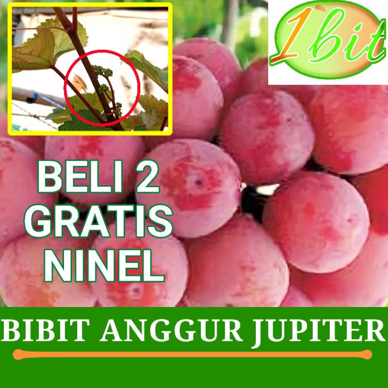 Bibit Anggur Jupiter - Bibit Anggur Import Berkualitas Cepat Berbunga