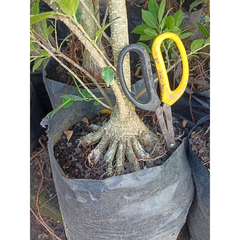 Pecah Batang Kimeng Program Akar