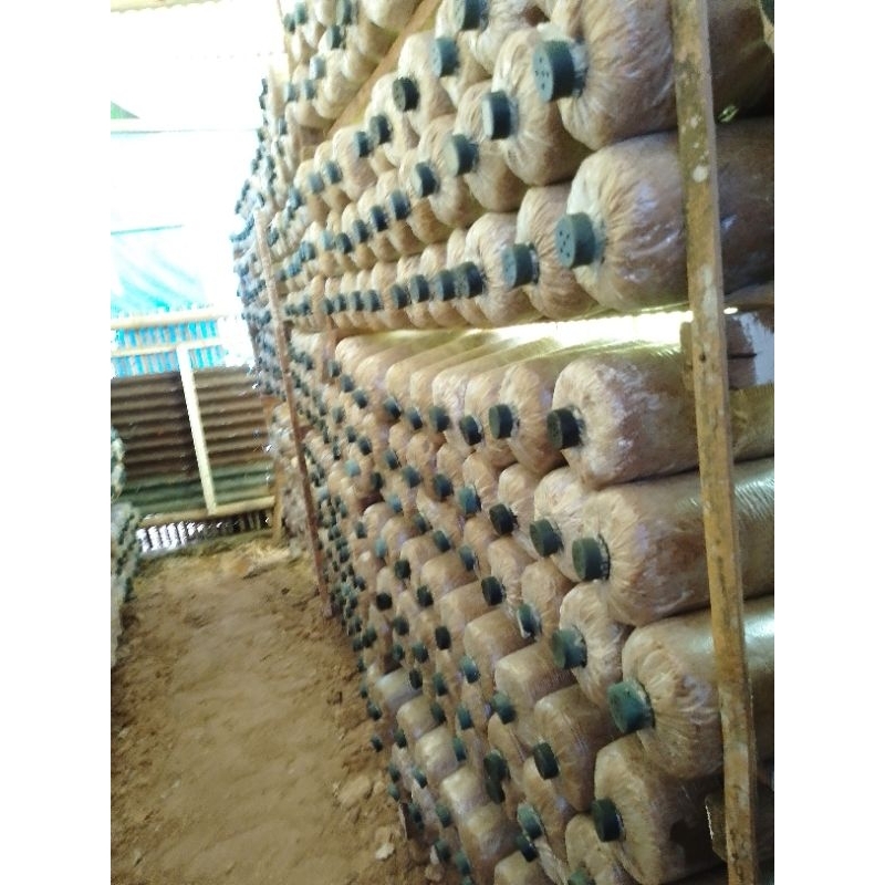 Baglog media tanam jamur tiram sudah ada bibit