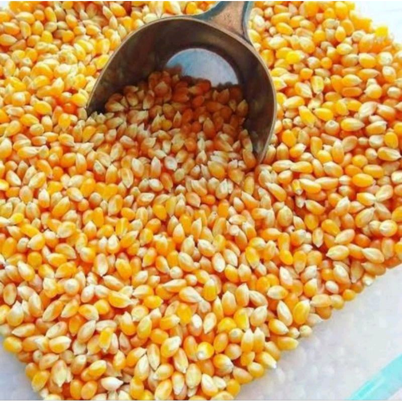 

Jagung popcorn mentah 500gr