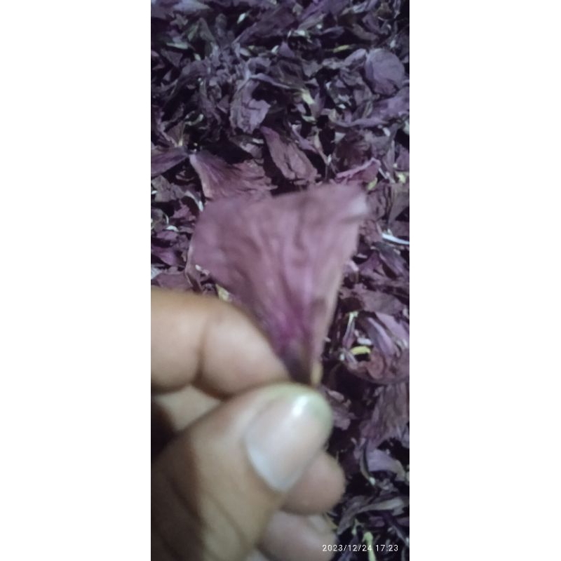 MAHKOTA BUNGA SEPATU MERAH MURNI KERING