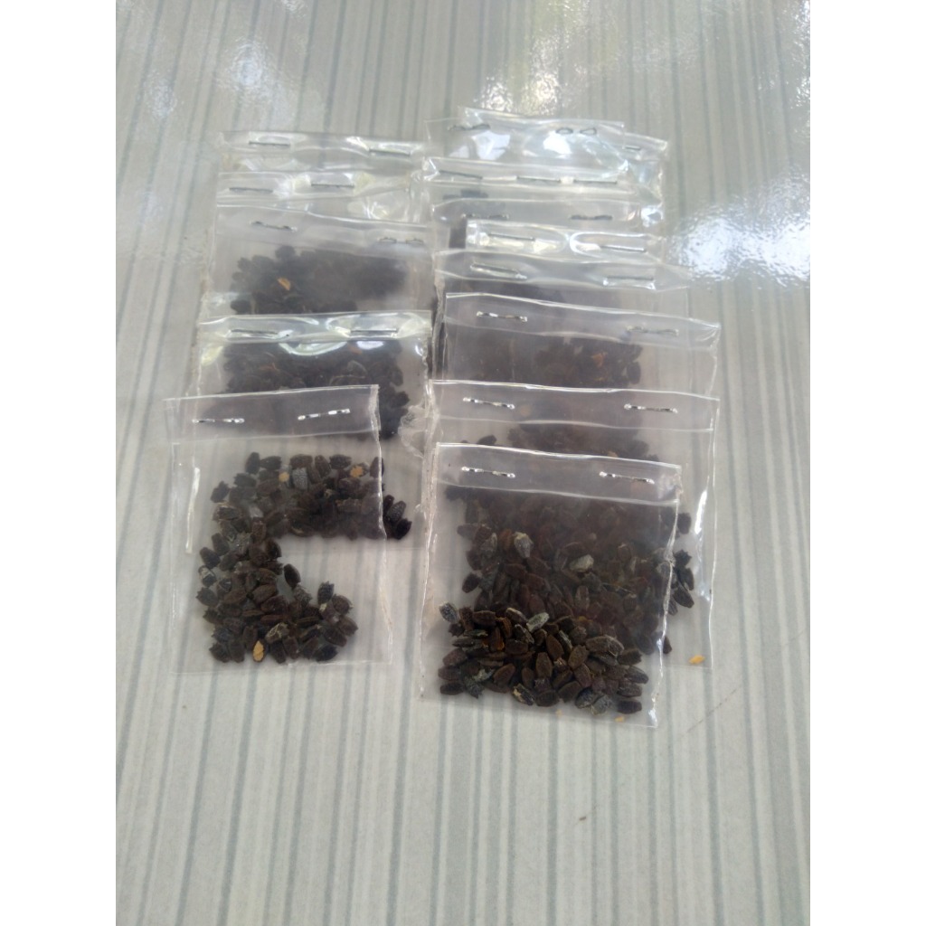 bibit benih permut markisa mini  paking 50 biji