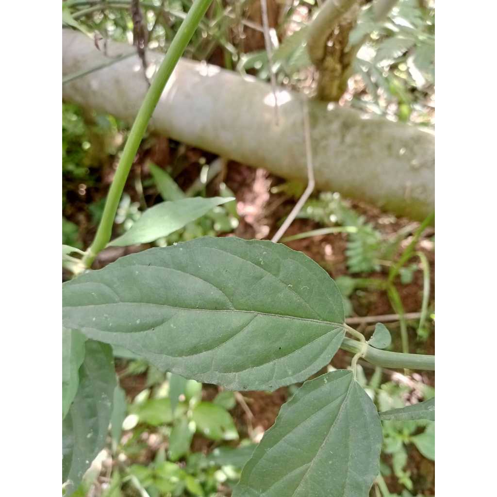 

Daun kelingsir-Daun belalai gajah herbal fress 500gram