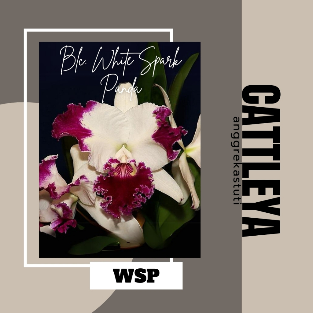 Anggrek Cattleya Blc. White Spark Panda Bunga Putih kombinasi Ungu Besar Wangi Dewasa Spike Knop  Ko