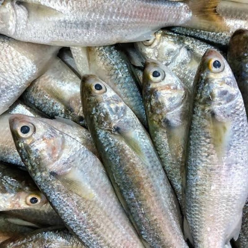 

IKAN BLANAK SEGAR