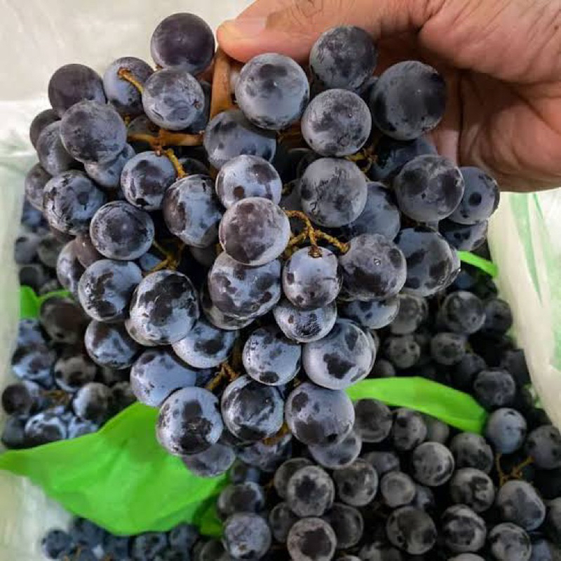 

Anggur Hitam (Black Autumn USA) Manis Minim Biji 1kg
