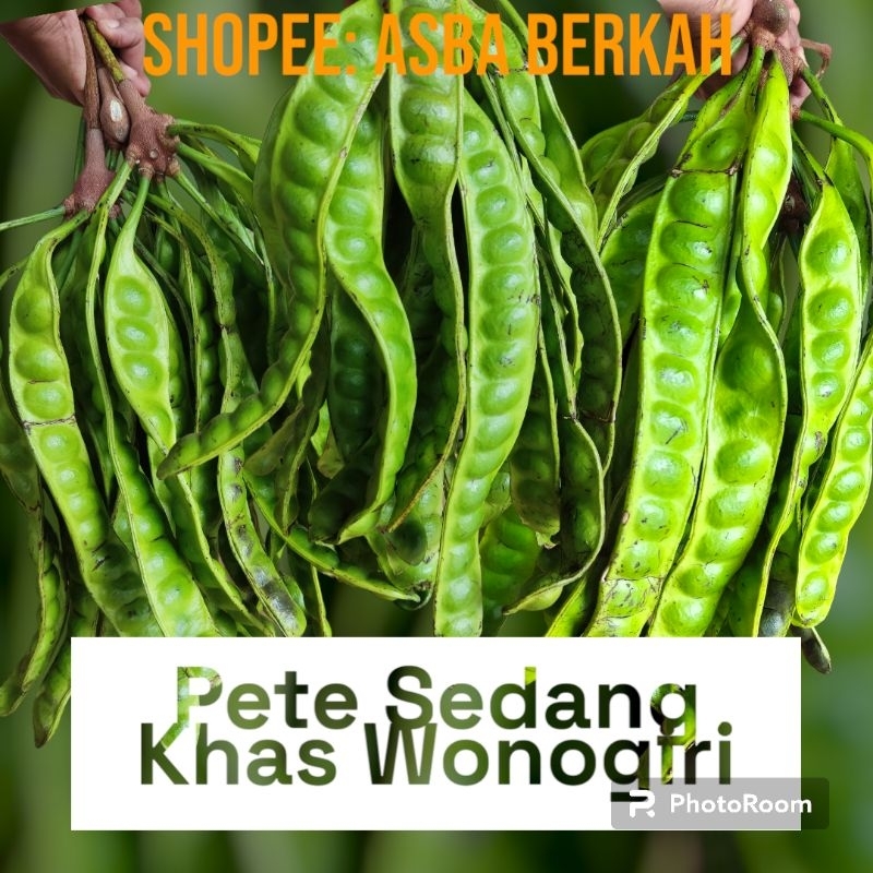 

Pete/Petai PADI SEDANG Khas Wonogiri Termurah Kualitas Terjamin Banyak bonusnya