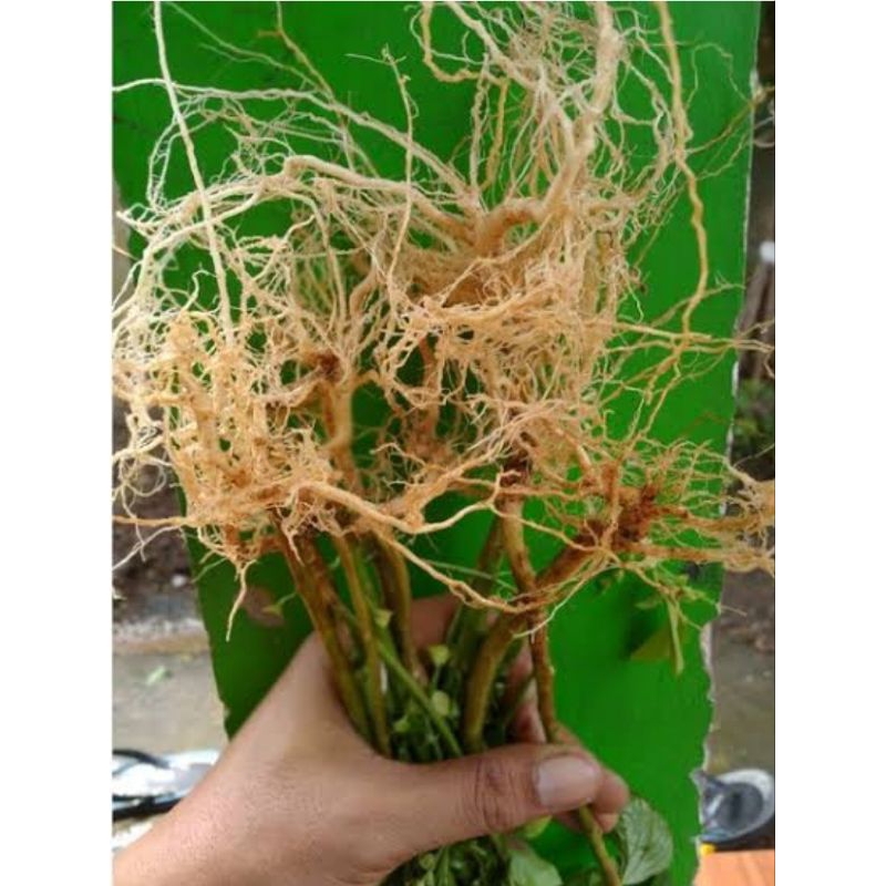 

Akar daun anting anting berat 100g untuk obat herbal