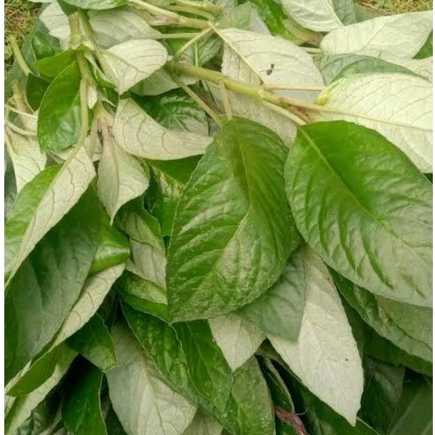 

DAUN REUNDEU / LALAPAN REUNDEU