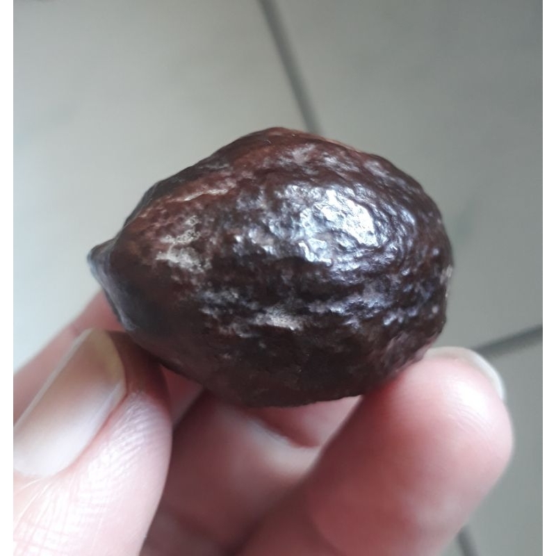 Kemiri Adu Muncang Adu Jabra Si Besi Semiurgen Matang