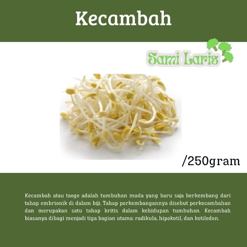 

Kecambah/Toge