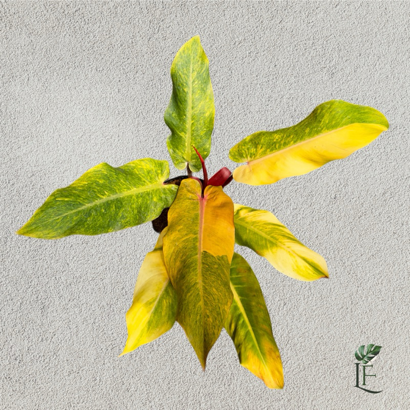 Philodendron Orange Marmalade