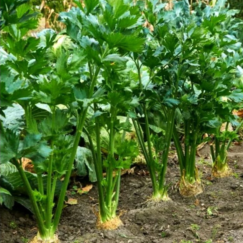 10 Bibit/Biji Benih KETUMBAR/Coriander/herbal ketumbar