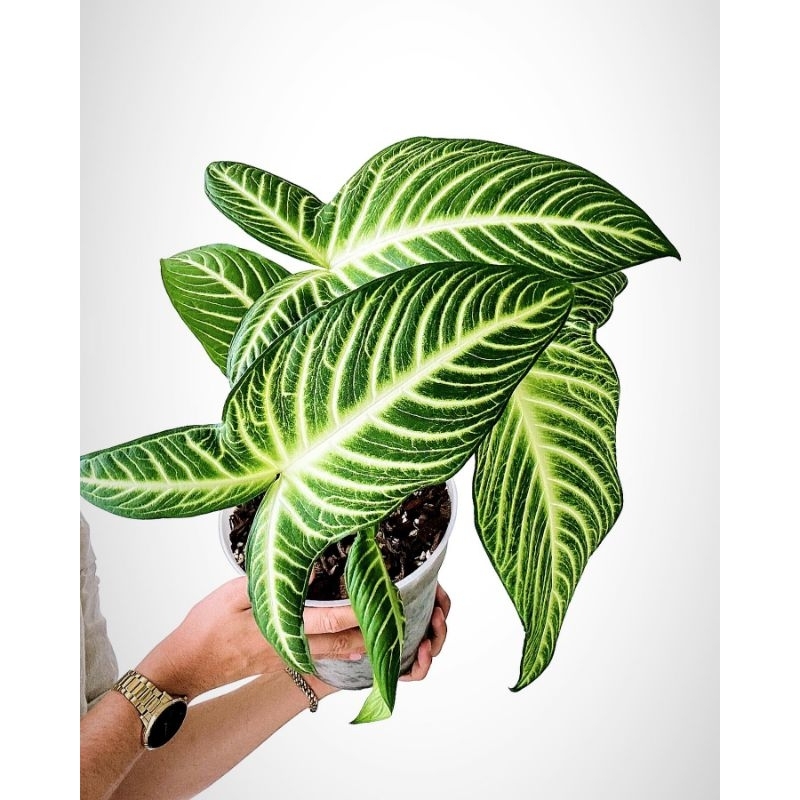 Alocasia Xanthosoma Lindenii / keladi zebra /caladium santosoma lindeni / Alocasia belang zebra