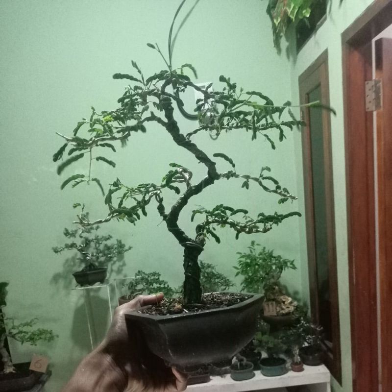 bonsai asem saraf
