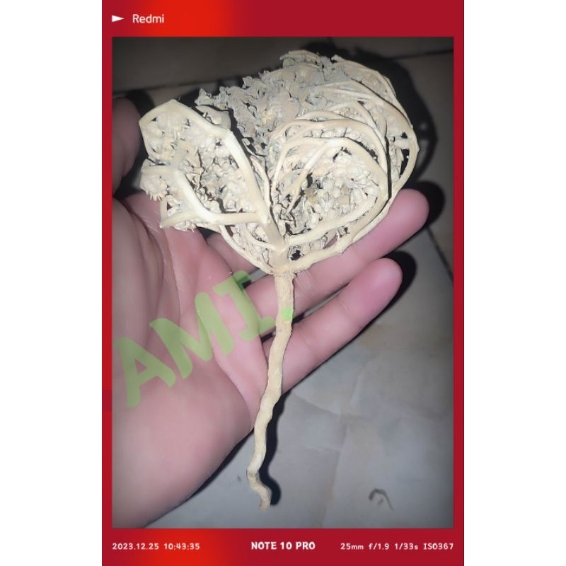 

Herbal Membantu Persalinan Rumput Fatimah Original Made in KSA (( Saudi ,))