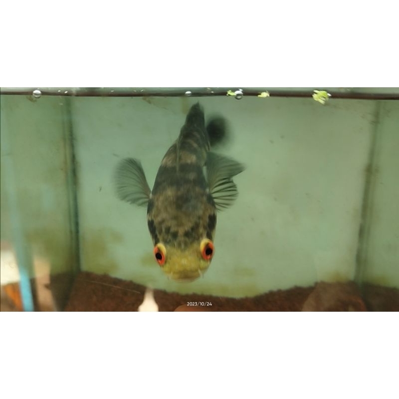 Hiasan aquarium Maru riau 20cm