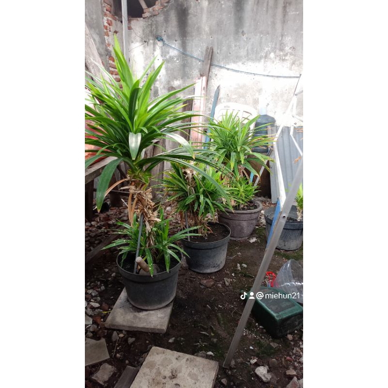 

daun pandan