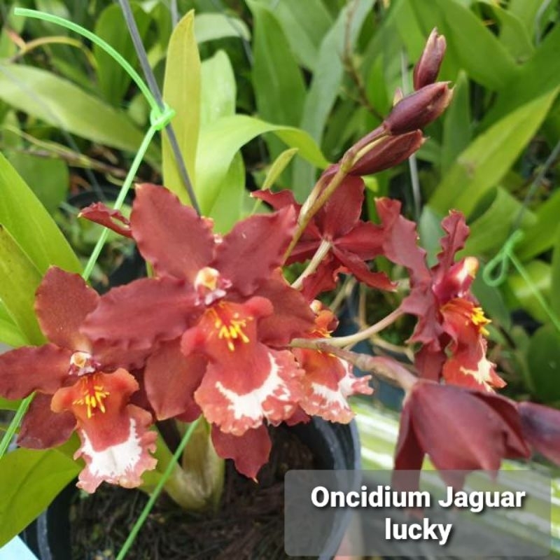 paket oncidium 4 id
