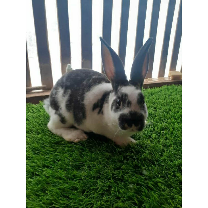 Kelinci Rex Bulu Karpet