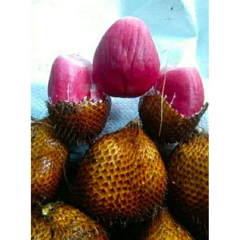 Bibit Buah | Salak Merah Sidempuan | Bibit SUPER UNGGUL.
