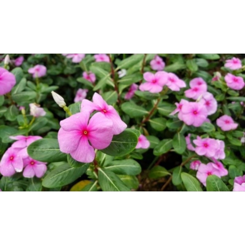 Biji vinca - tanaman bunga hias