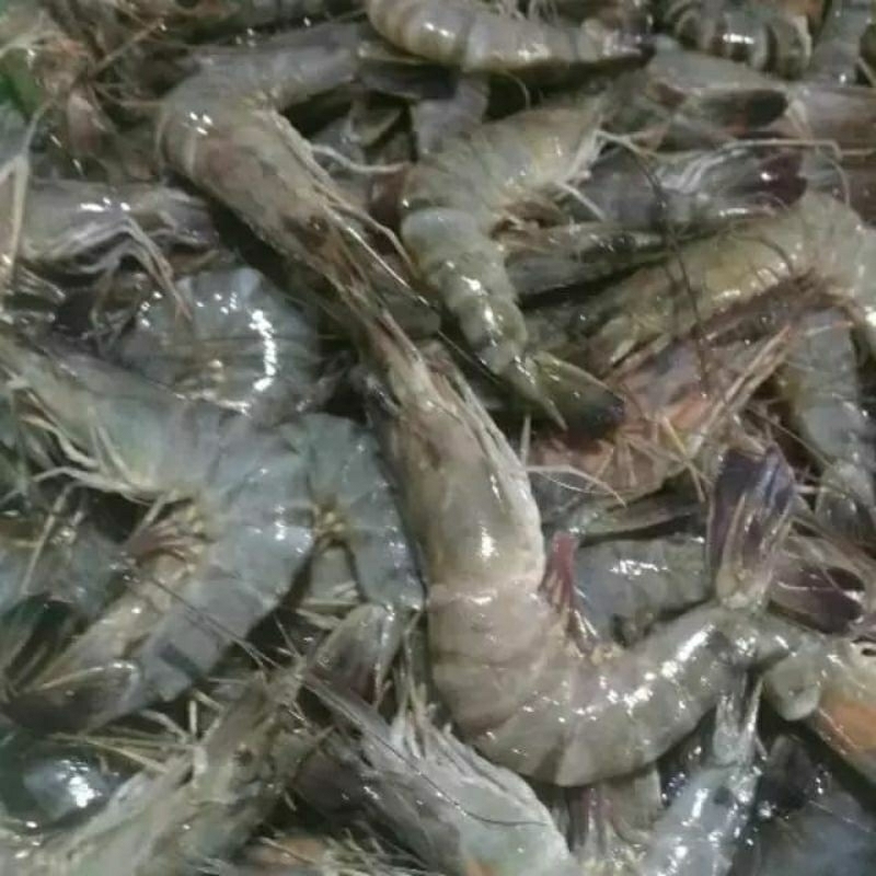 

udang besar fresh harian 1 kg