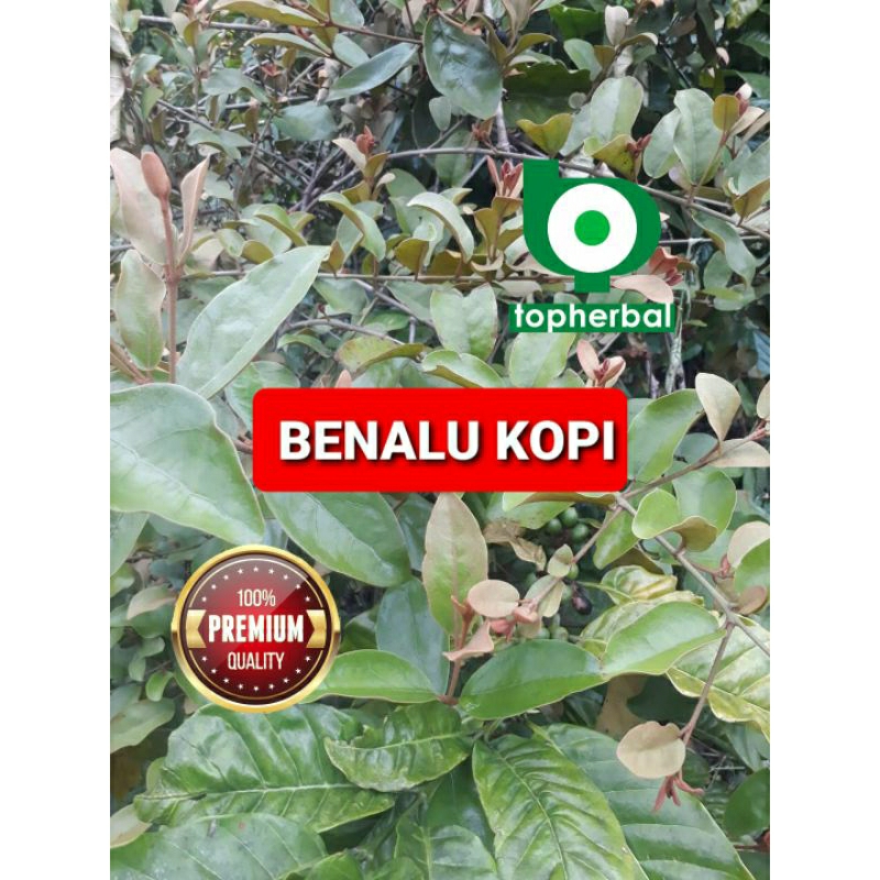 

Benalu Kopi Kering 250 Gram Premium