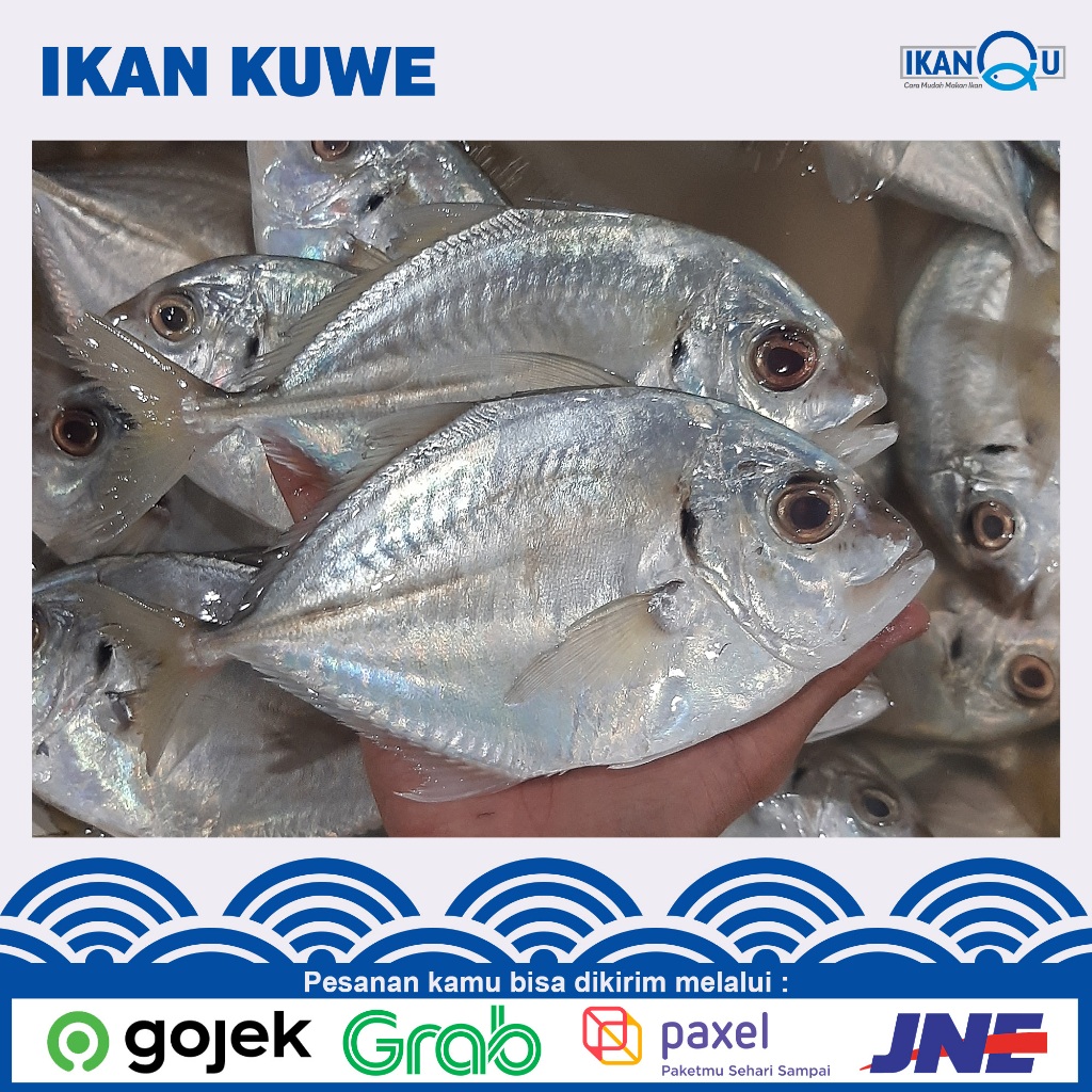 

FRESH Ikan kuwe segar harian 1 kg isi 3-5 ekor | Ikan kuwe bakar fresh | Ikan kuwe bersih insang dan isi perut