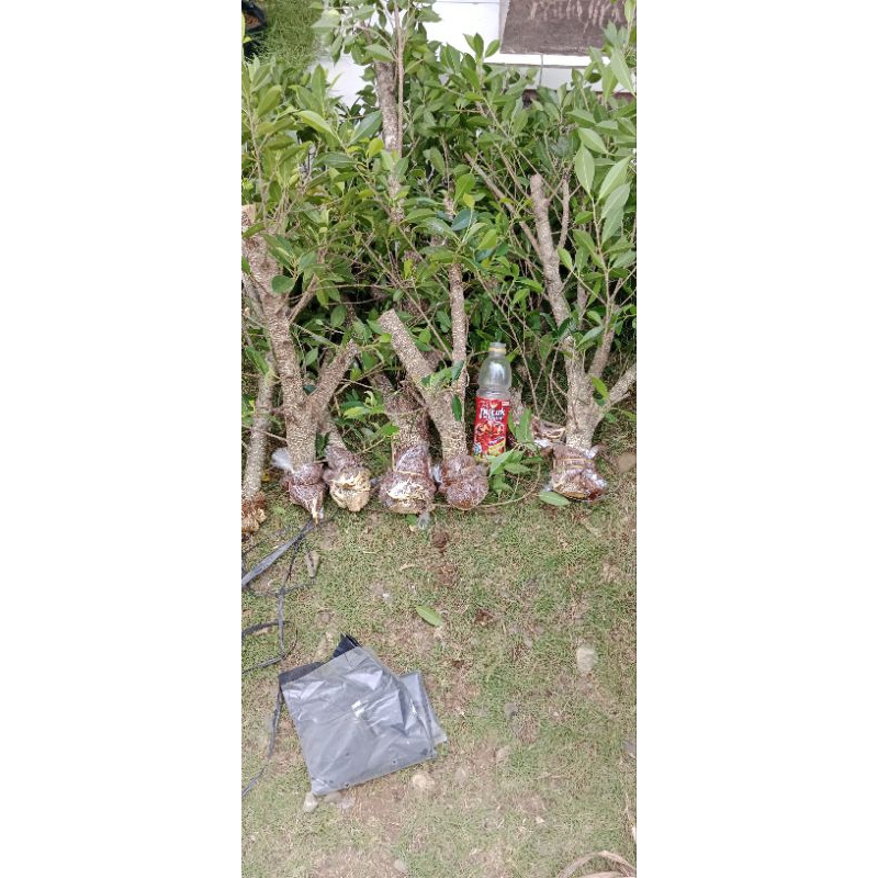 paket kimeng ukuran jempol 4 batang