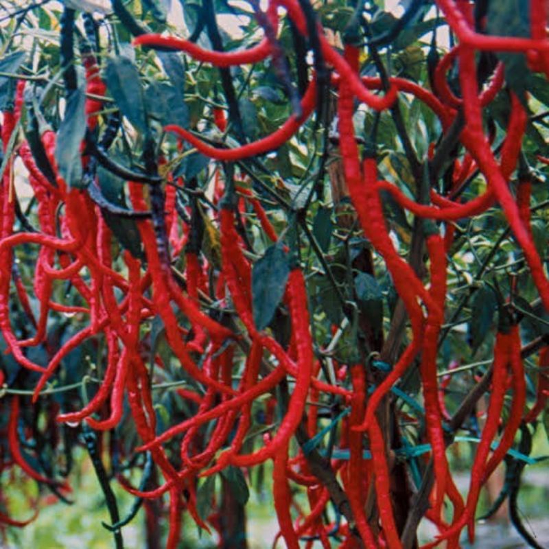 50 Biji Benih Cabe Keriting HELBOY | Cabai Keriting | Benih Cabe Keriting