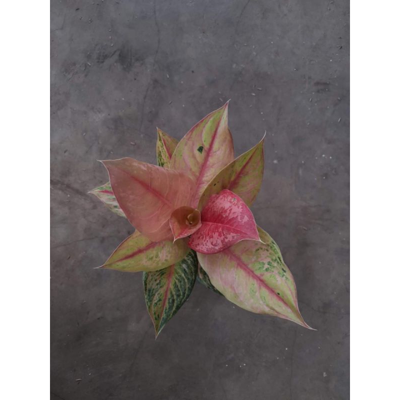 aglonema (LOD) light of diamond