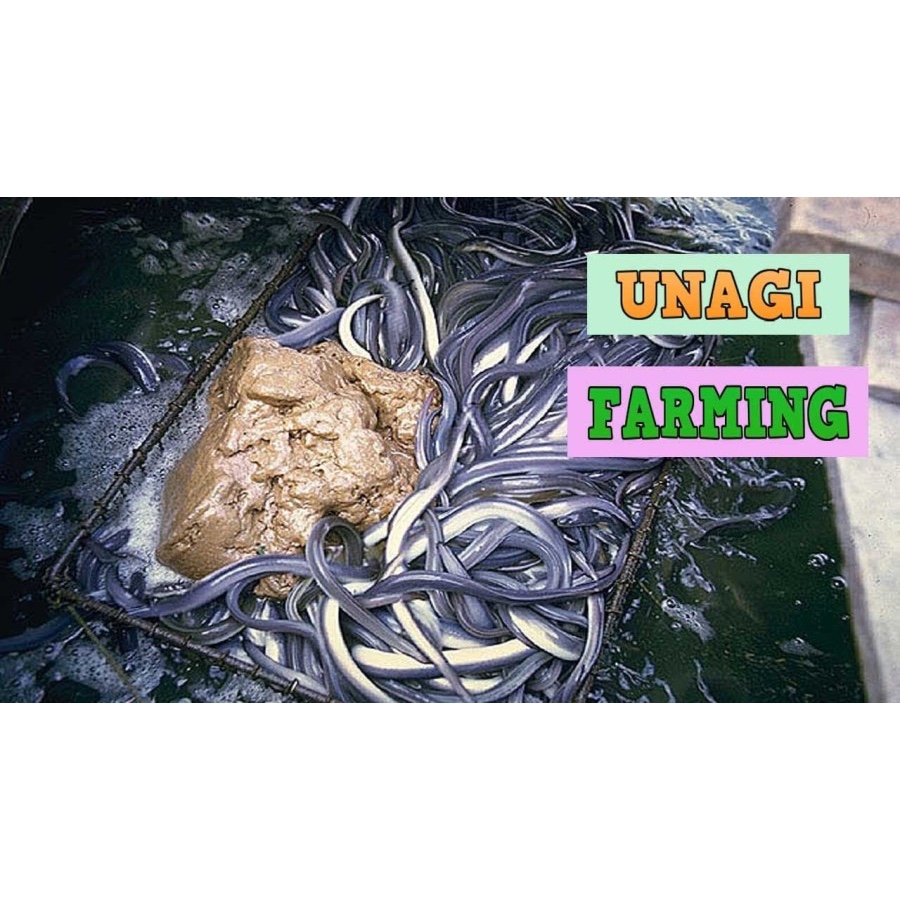 Pakan Pelet Pasta Ikan Sidat Protein Tinggi Kalis Kenyal 1Kg