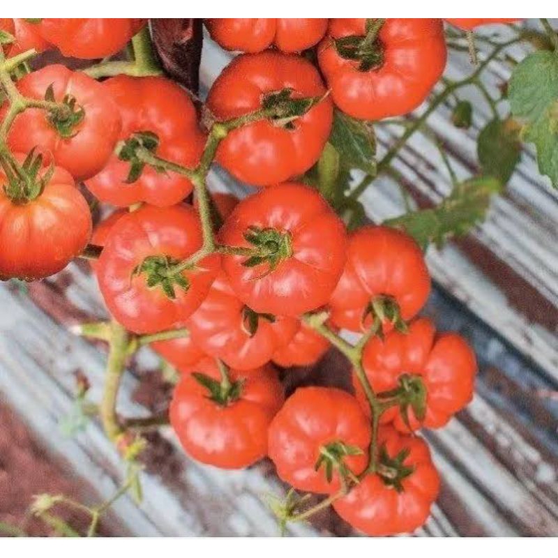 25 Biji Tomat Gammara F1 | Benih Tomat | Tomat Keriting F1 | Benih Tomat Mawar