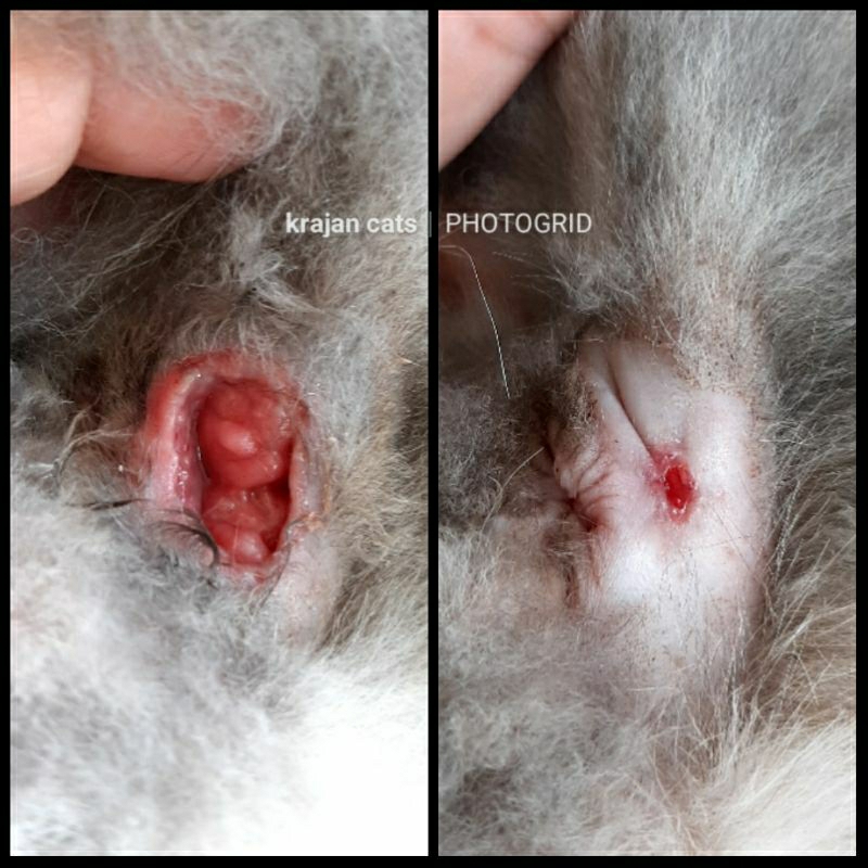 Obat Abses Kucing Dan Luka Terbuka