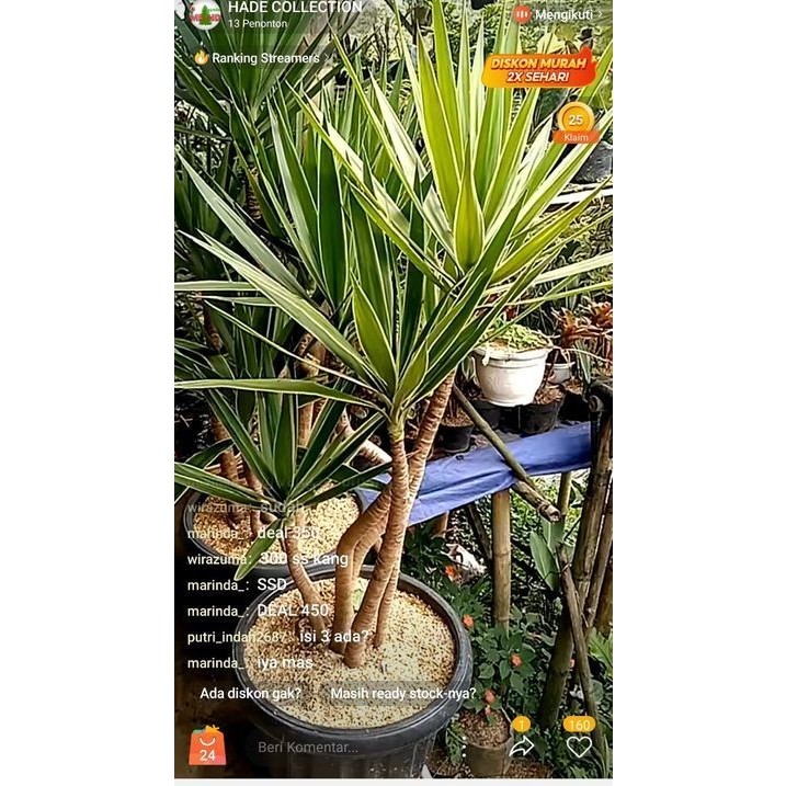 tanaman hias pohon yucca variegata