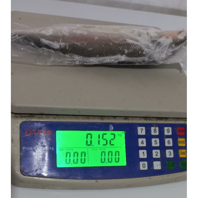 

ikan bandeng tanpa duri